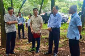 Cao su Lộc Ninh tăng trưởng xanh gắn với phát triển bền vững và trách nhiệm xã hội